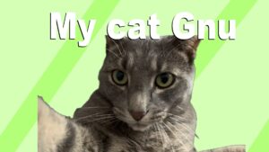 My Cat Gnu